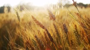 wheat-grass